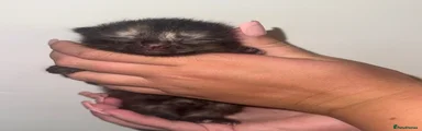 Mixed Breed 3