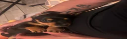 Dachshund dogs for sale: Miniature Dachshund puppies - Advert 5
