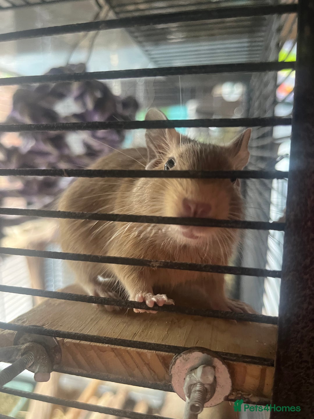 Degus rodents for sale: Baby Degus looking for loving homes - Image 9