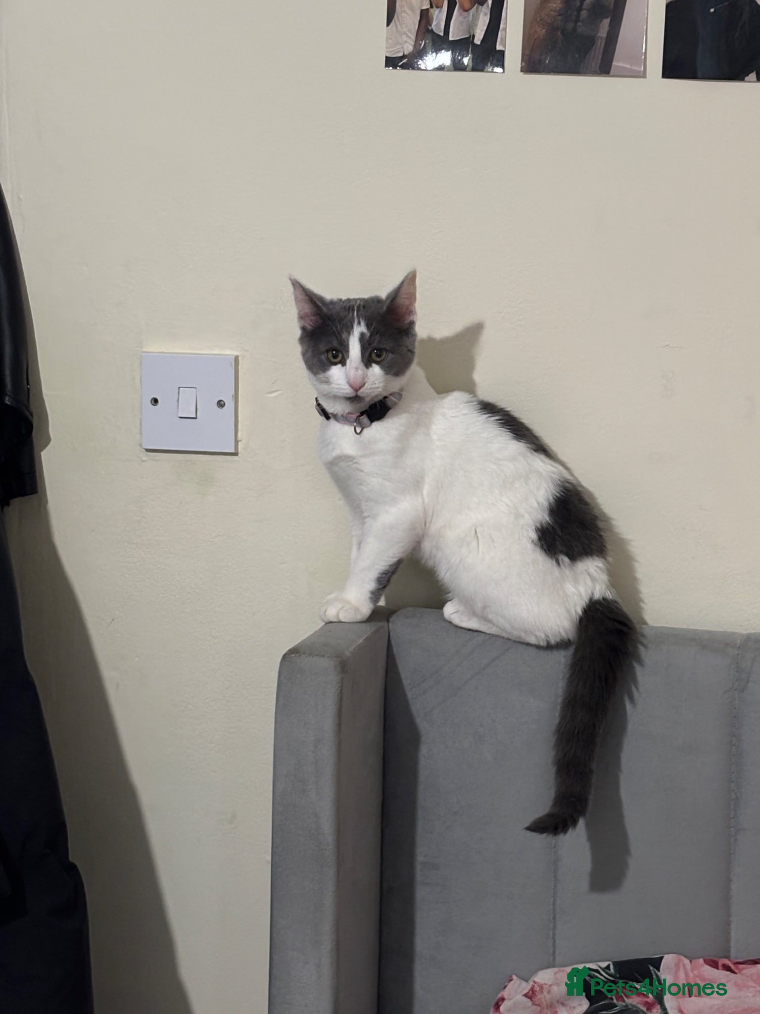 Domestic Shorthair cats Female Domestic Shorthair Cat Grey and White - Advert 11