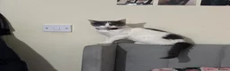 Domestic Shorthair cats for sale: Female Domestic Shorthair Cat Grey and White in Croydon - Advert 1