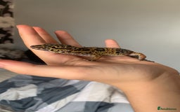 Gecko reptiles for sale: Leopard geckos and full set-up - Image 5
