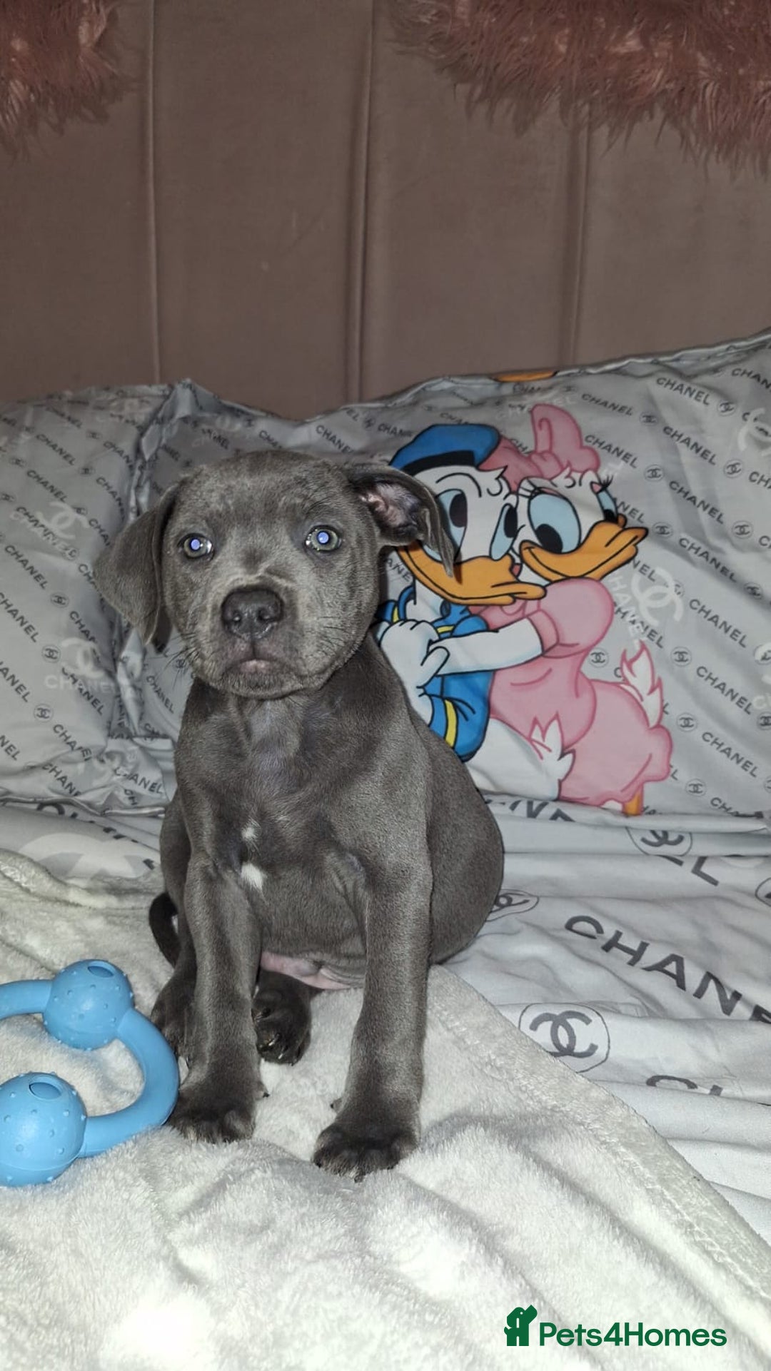 Staffordshire Bull Terrier dogs for stud: **FOR STUD** KC REGISTERED BLUE STAFF BULL TERRIOR - Advert 19
