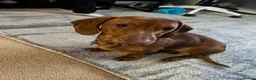 Dachshund dogs for sale: Standard Daschund Hugo  - Advert 7