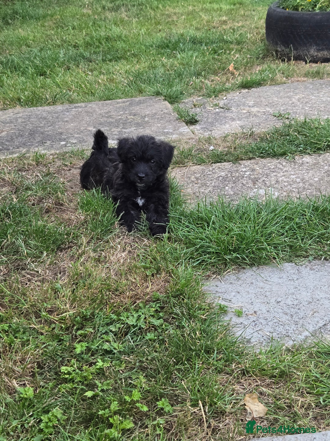 Mixed Breed dogs for sale: F1 Westipoos  - Image 16