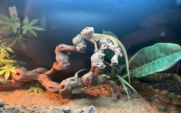 Bearded Dragon reptiles for sale: Bearded dragon  - Image 6