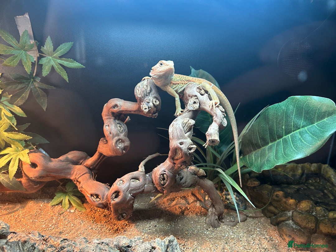 Bearded Dragon reptiles for sale: Bearded dragon  - Image 6