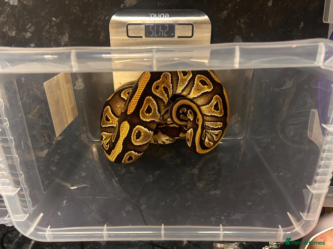 Python Snake reptiles for sale: Mojave male  - Advert 2