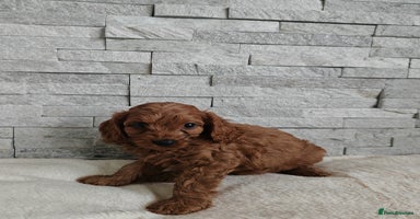 Cavapoo dogs - Advert 16