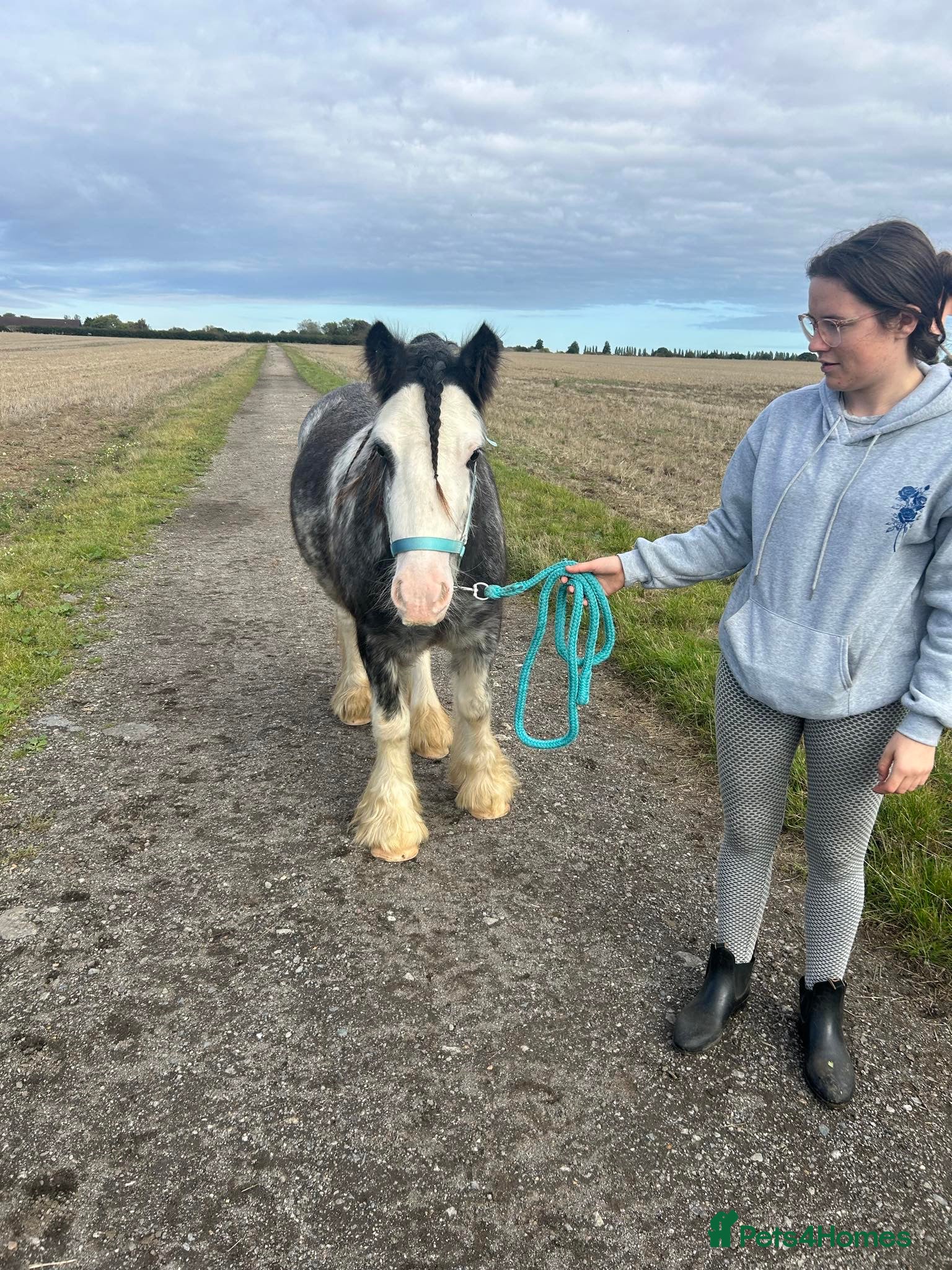 Irish Cob horses for sale: Norman  - Advert 21