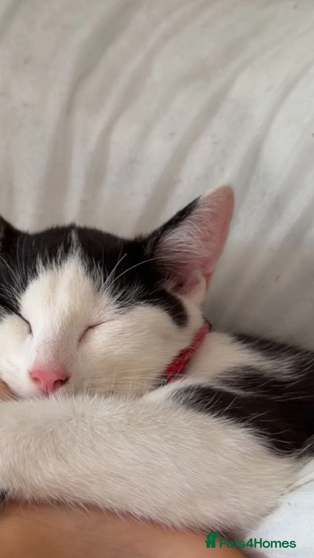 Mixed Breed cats for sale: 2 Male Kittenz  in Doncaster - Advert 6