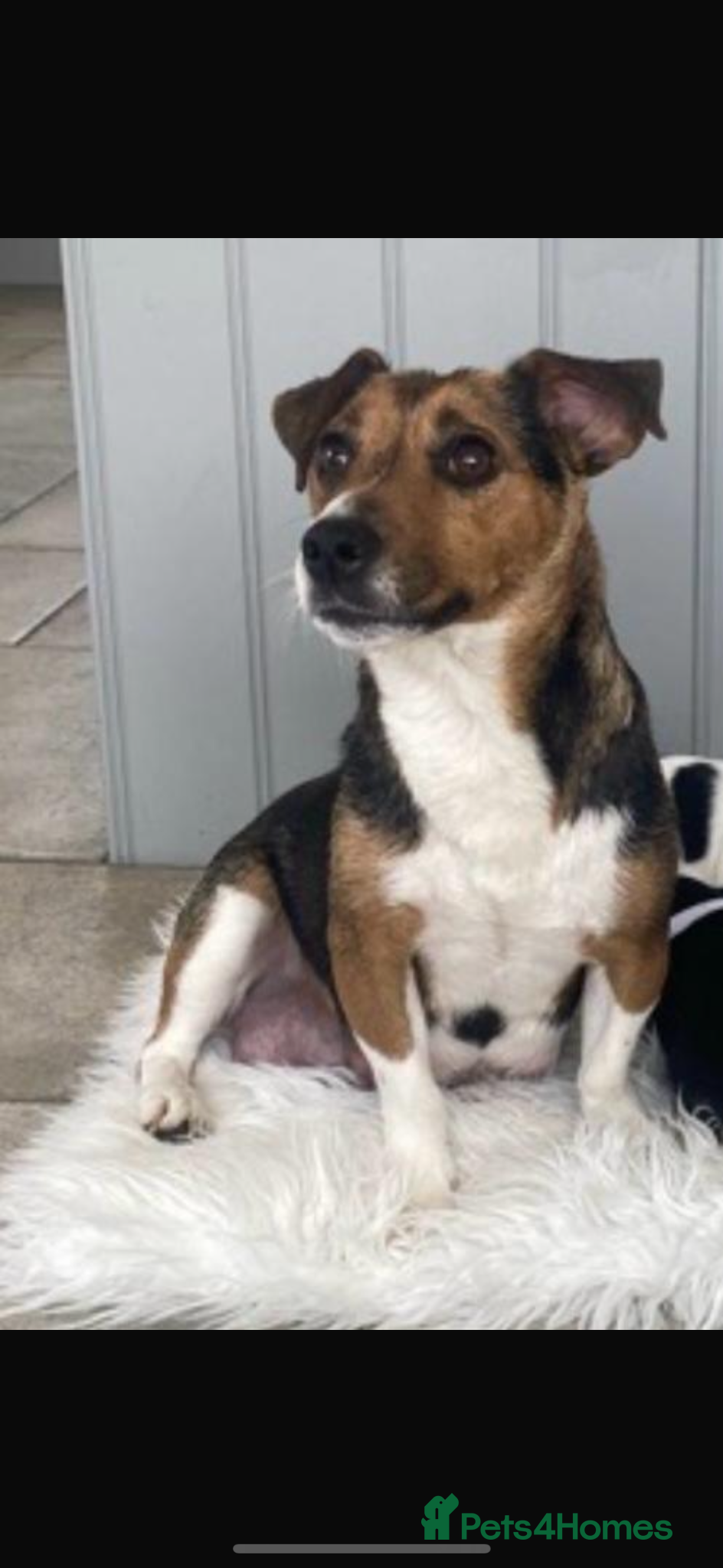 Jack Russell dogs Fabulous smooth haired, short legged JR pups - Advert 2