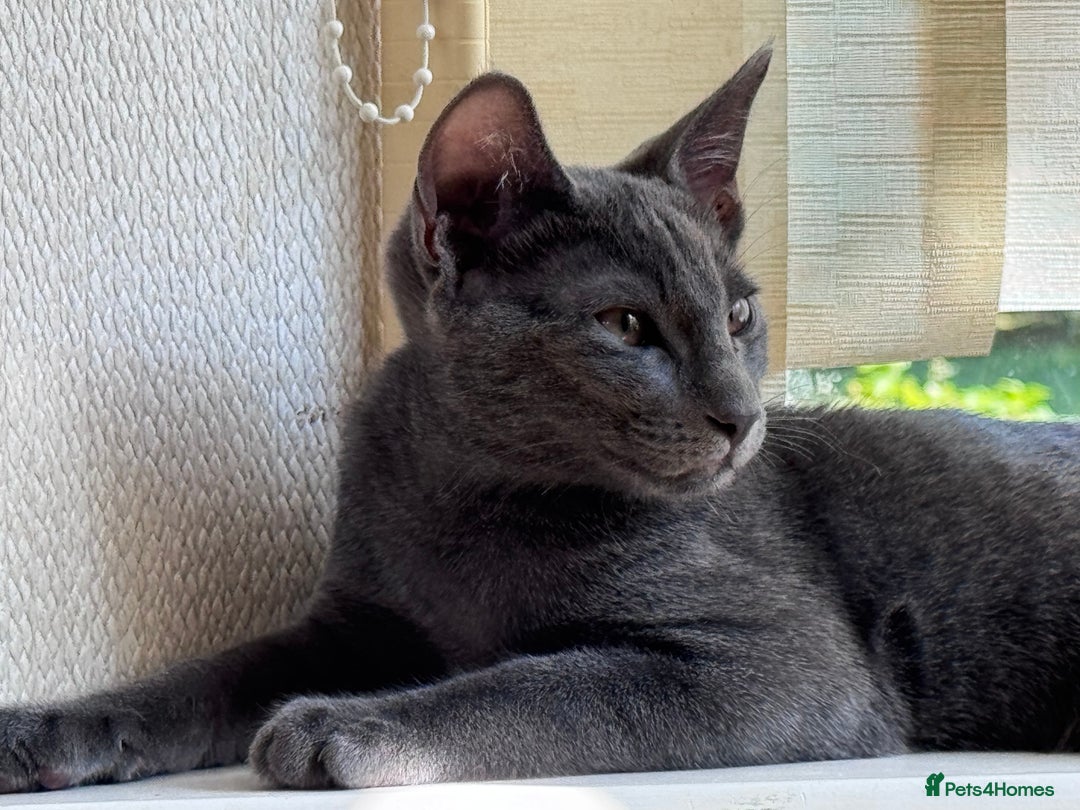 Oriental cats for sale: Ready now! Beautiful oriental mix kittens  - Image 20