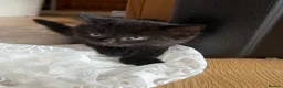 Mixed Breed cats for sale: Mixed Breed Of Black Kittens  in Coventry - Advert 10
