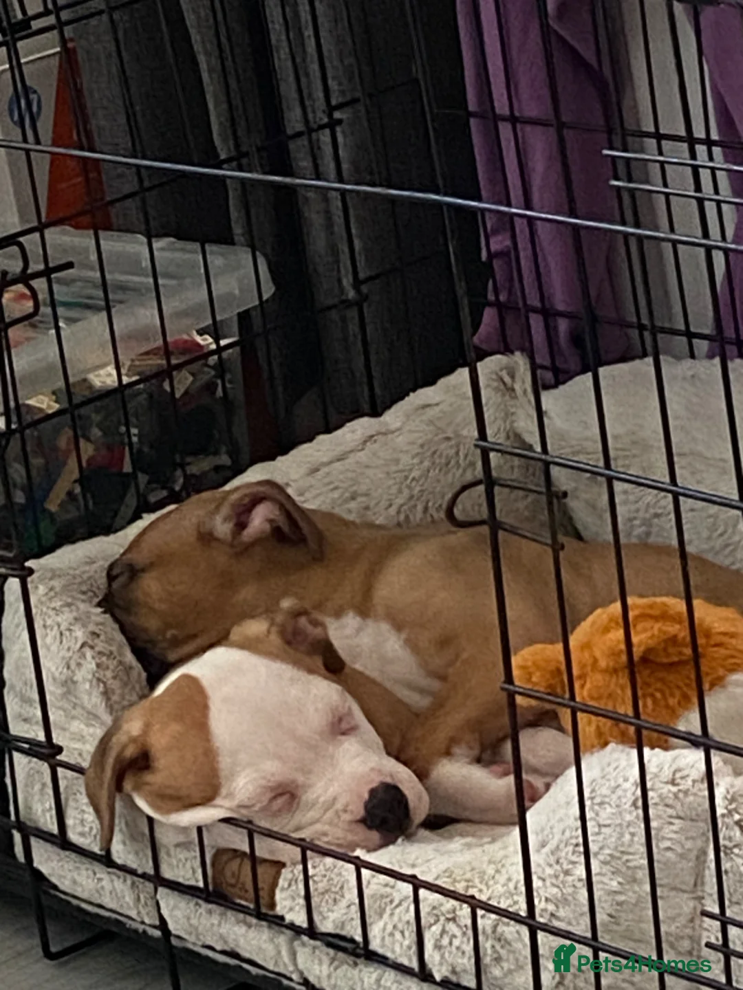 Mixed Breed dogs for sale: American bulldog x alapaha blue blood bulldog in Blaydon-on-Tyne - Advert 17