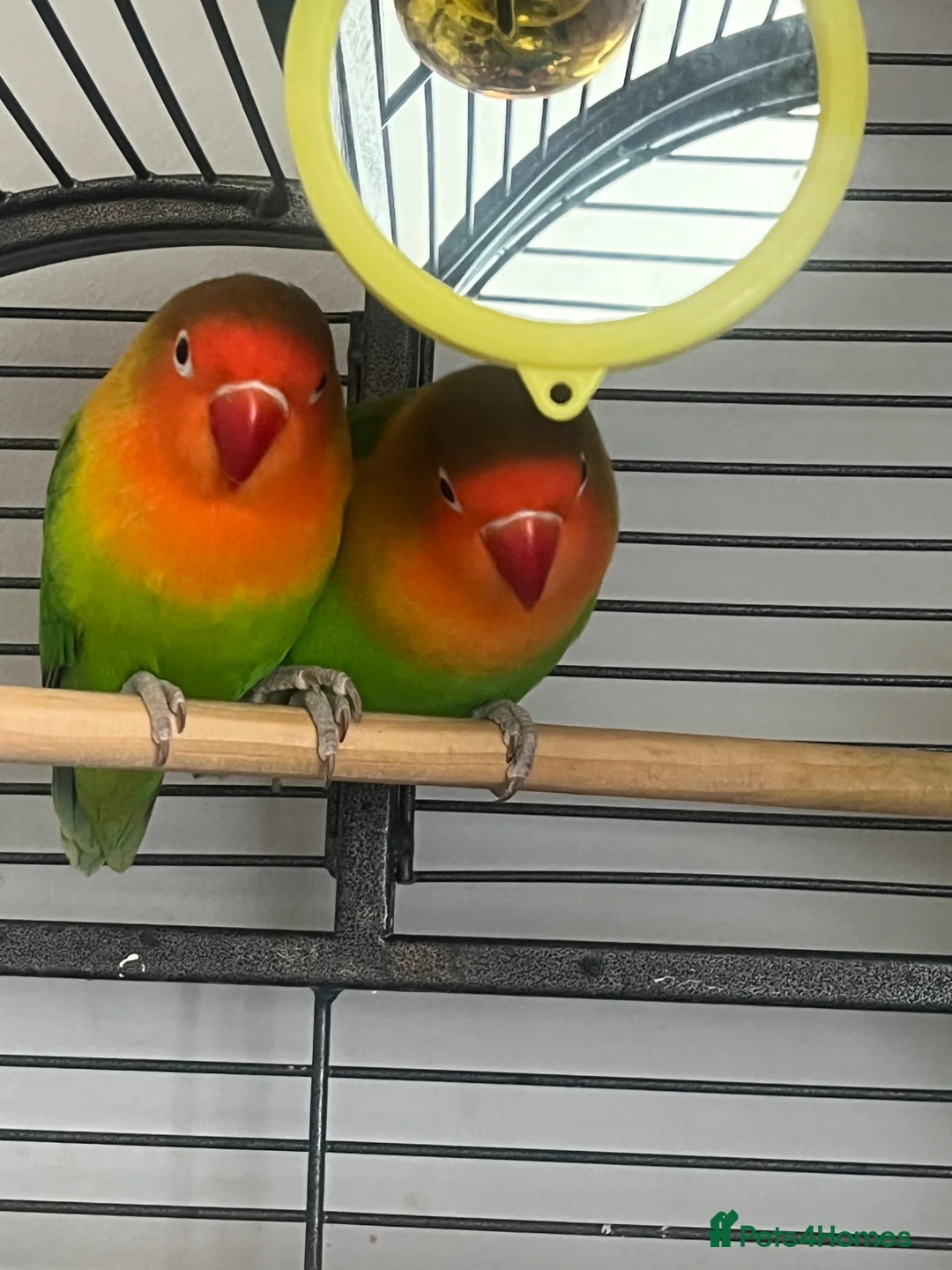 Lovebirds birds for sale: 2 Love lovebirds for sale!!  - Advert 1