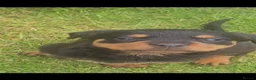 Rottweiler dogs for sale: GORGEOUS ROTTWEILLER PUPPIES - Advert 9