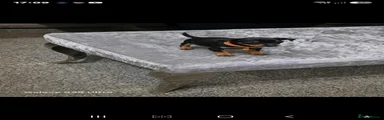Miniature Pinscher 4