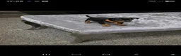 Miniature Pinscher dogs for sale: Beautiful Miniature Pinscher Puppies–4 Girls&1 boy - Advert 8