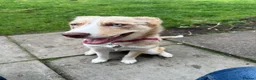 Mixed Breed dogs for sale: Beautiful Blue-Eyed Aussie Shepherd Husky Mix - Advert 1
