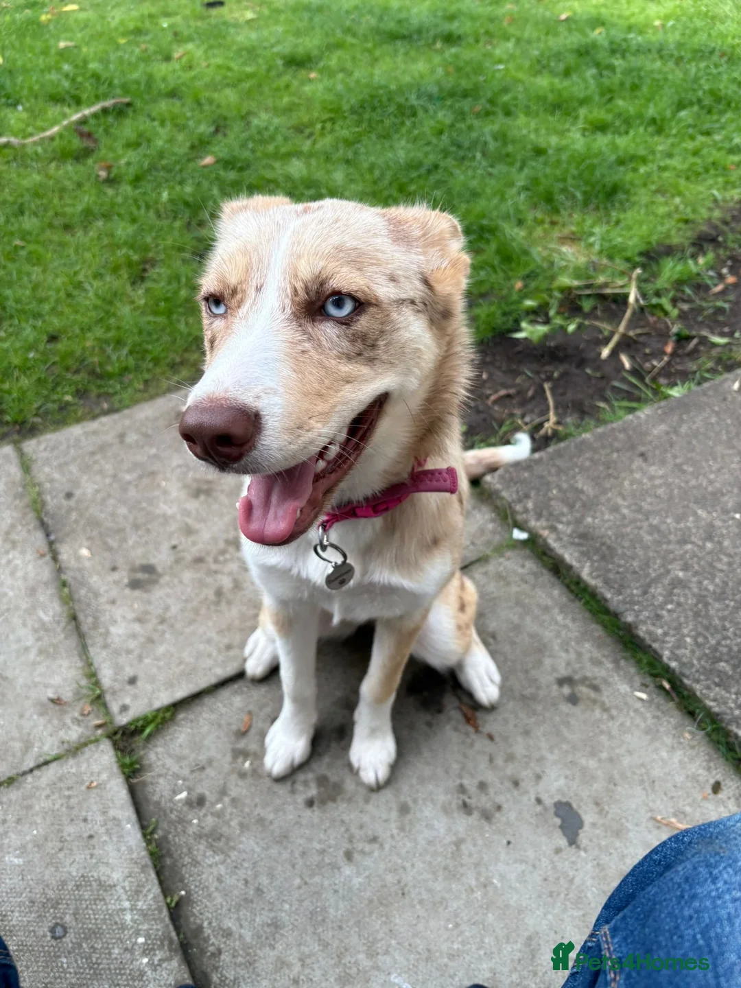 Mixed Breed dogs for sale: Beautiful Blue-Eyed Aussie Shepherd Husky Mix - Advert 1