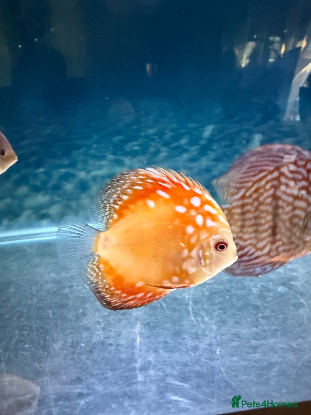 Discus fish for sale: Discus fish - Image 3