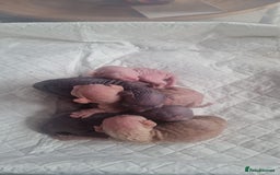 Sphynx cats for sale: Sphynx kittens - Image 18