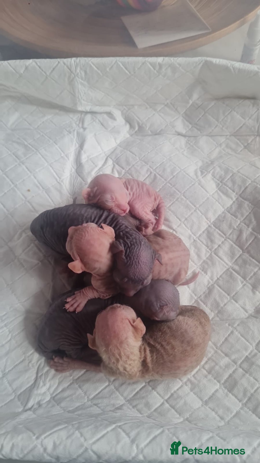 Sphynx cats for sale: Sphynx kittens - Image 18