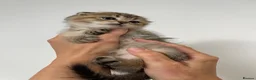 Scottish Fold cats for sale: PUREBRED SCOTTISH FOOD LONGHAIR & SHORTHAIR KITTEN - Advert 37