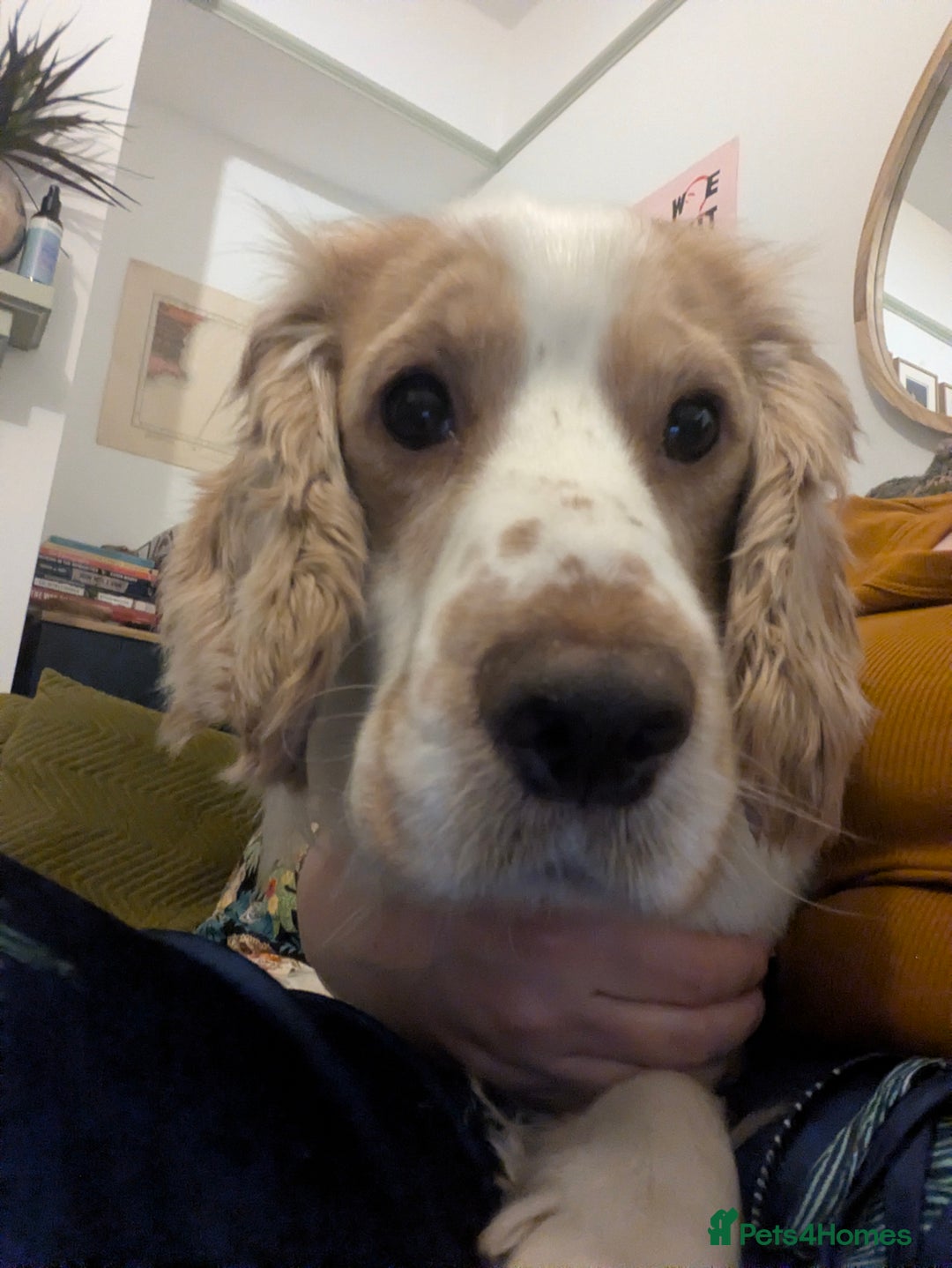 Cocker Spaniel dogs for sale: Happy, Healthy, Well Trained Cocker Spaniel - Advert 1