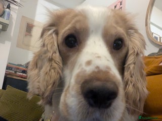 Cocker Spaniel dogs Happy, Healthy, Well Trained Cocker Spaniel - Advert 1