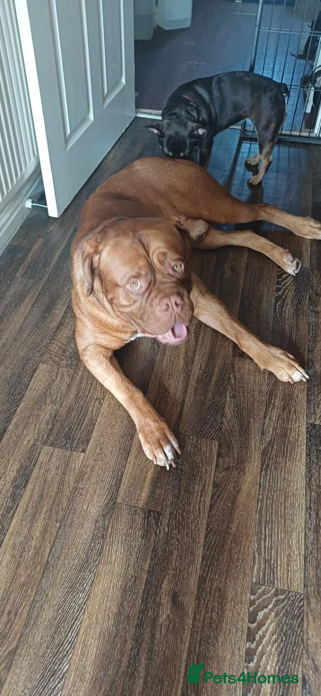 Dogue De Bordeaux dogs for sale: Dogue de bordeaux Male - Advert 11