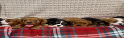 Cavalier King Charles Spaniel dogs for sale: STUNNING CAVALIER KING CHARLES PUPPIES  - Advert 10