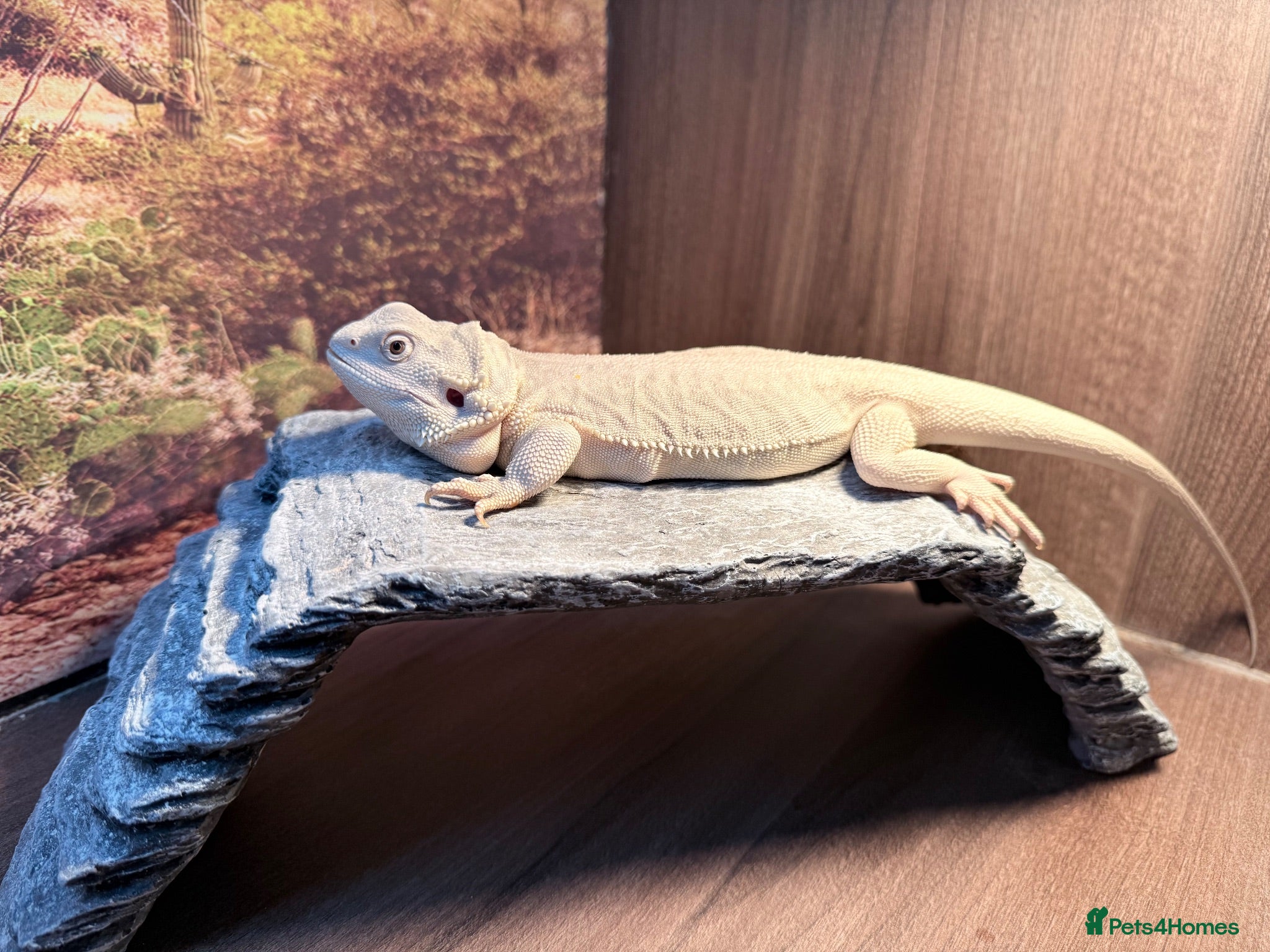 Bearded Dragon reptiles Zero leatherback bearded dragon and set up - Advert 1
