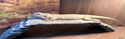 Bearded Dragon reptiles for sale: Zero leatherback bearded dragon and set up in Blaenau Ffestiniog - Advert 1