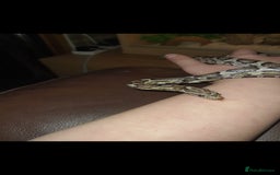 Corn Snake reptiles for sale: Beautiful corn snake and set up  - Image 1
