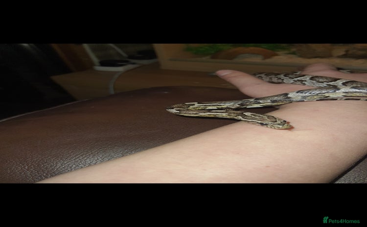 Corn Snake reptiles - Advert 1