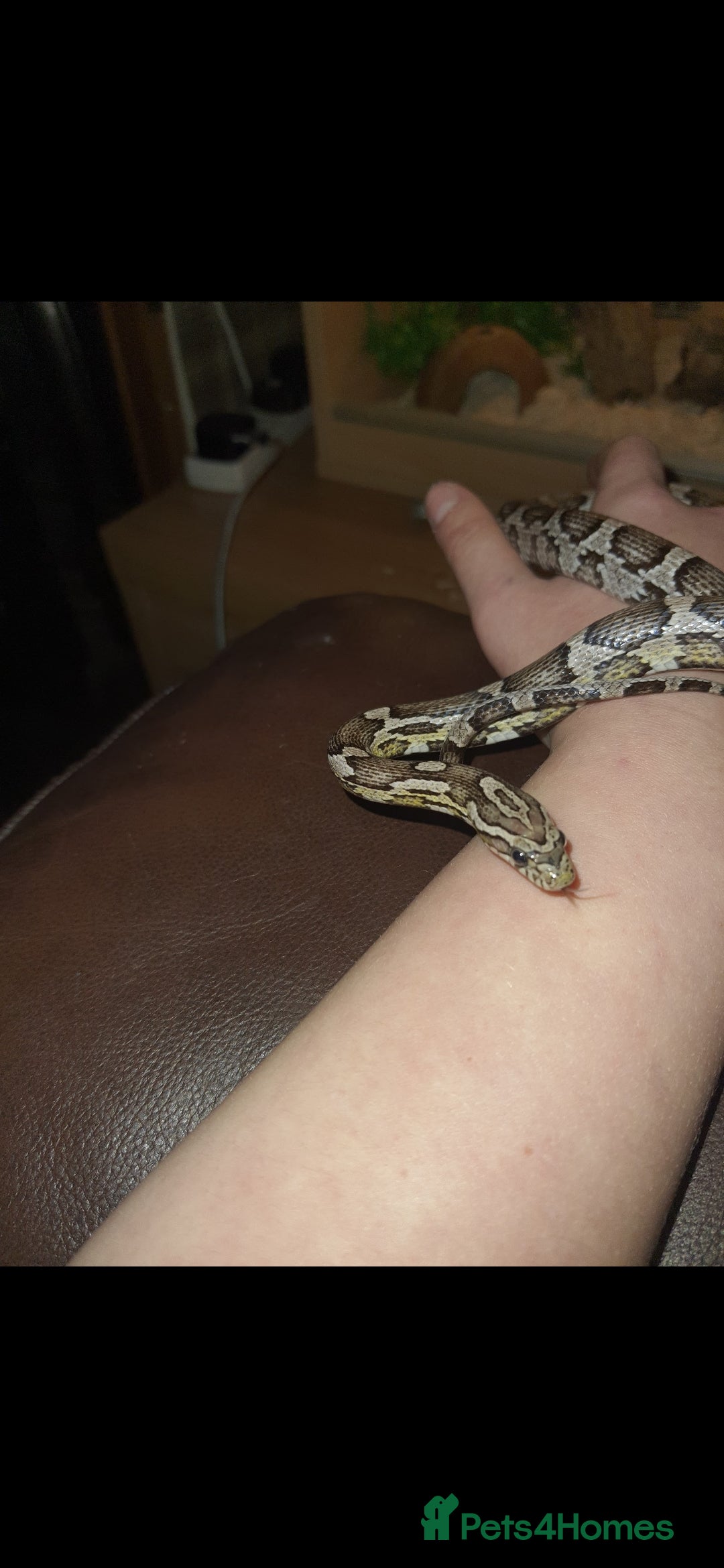 Corn Snake reptiles for sale: Beautiful corn snake and set up  - Image 1