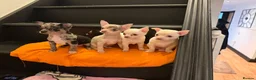 Chihuahua dogs for sale: Chihuahua  - Advert 1