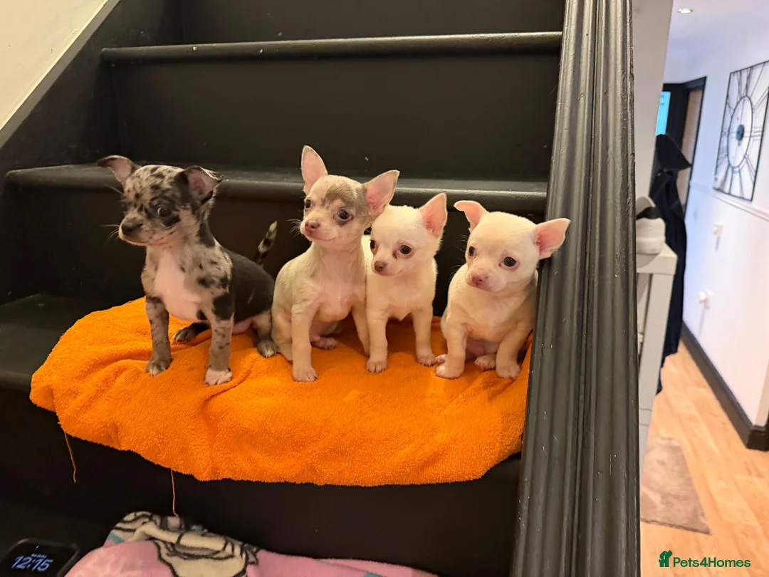 Chihuahua dogs for sale: Chihuahua  - Advert 1