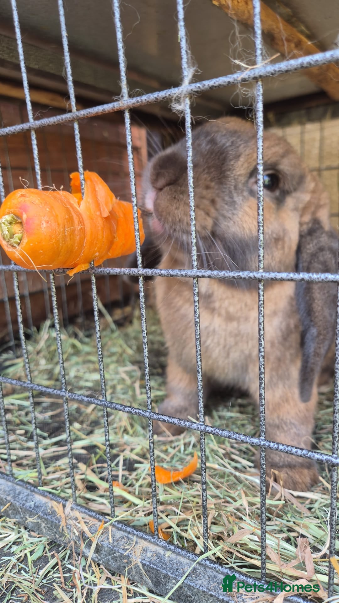 Mini Lop rabbits for sale: Bunnies - Bumbles and Honey  - Advert 5