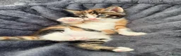 Maine Coon cats for sale: READY TO LEAVE LAST FEMALE TORTOISESHELL X KITTEN - Advert 2