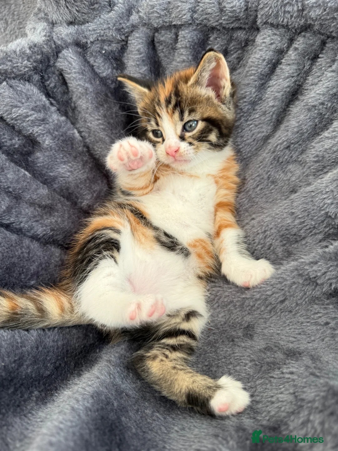 Maine Coon cats for sale: READY TO LEAVE LAST FEMALE TORTOISESHELL X KITTEN - Advert 2