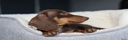 Dachshund dogs for sale: KC Registered Dachshund Puppies  - Advert 13