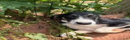 Mixed Breed dogs for adoption: Meet Edison, currently residing in Cheshire  in Nantwich - Advert 2