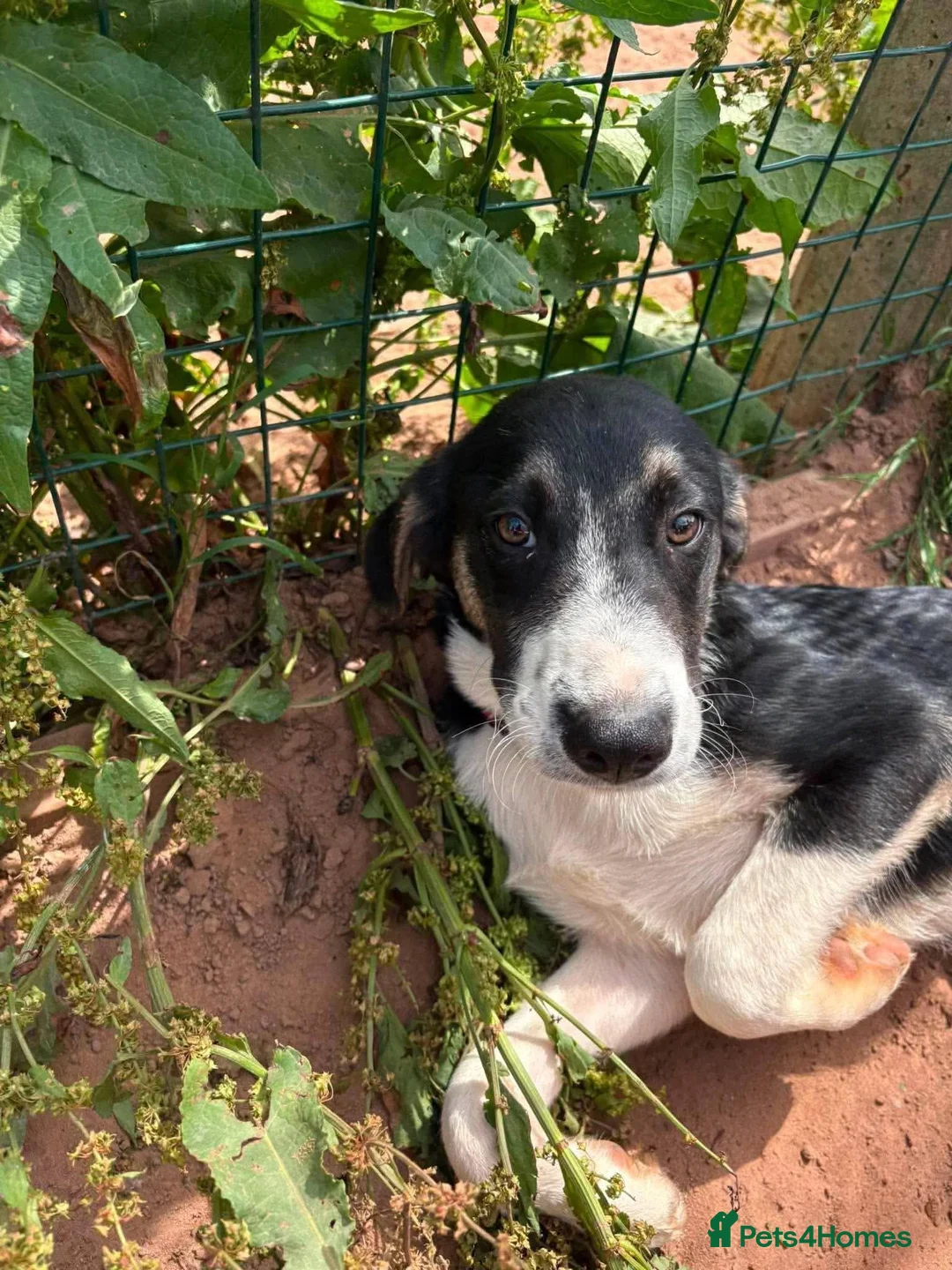 Mixed Breed dogs for adoption: Meet Edison, currently residing in Cheshire  in Nantwich - Advert 2