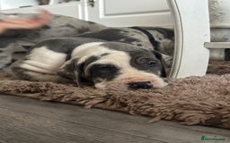 Great Dane dogs for sale: KC registered blue Great Dane puppies - Image 25