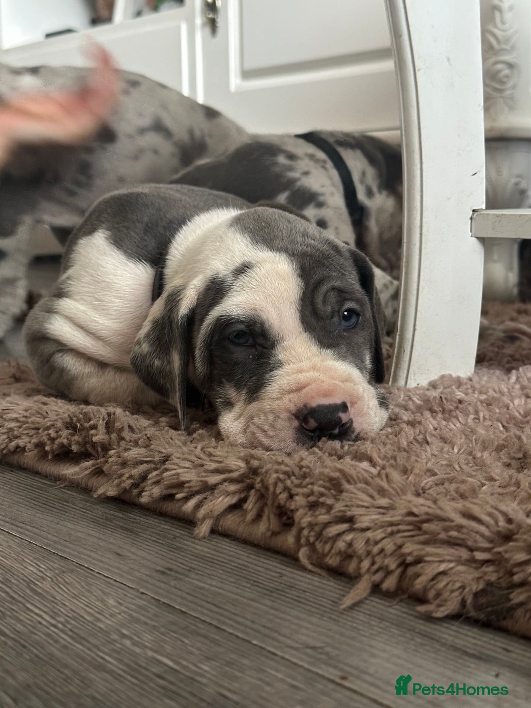 Great Dane dogs for sale: KC registered blue Great Dane puppies - Image 25