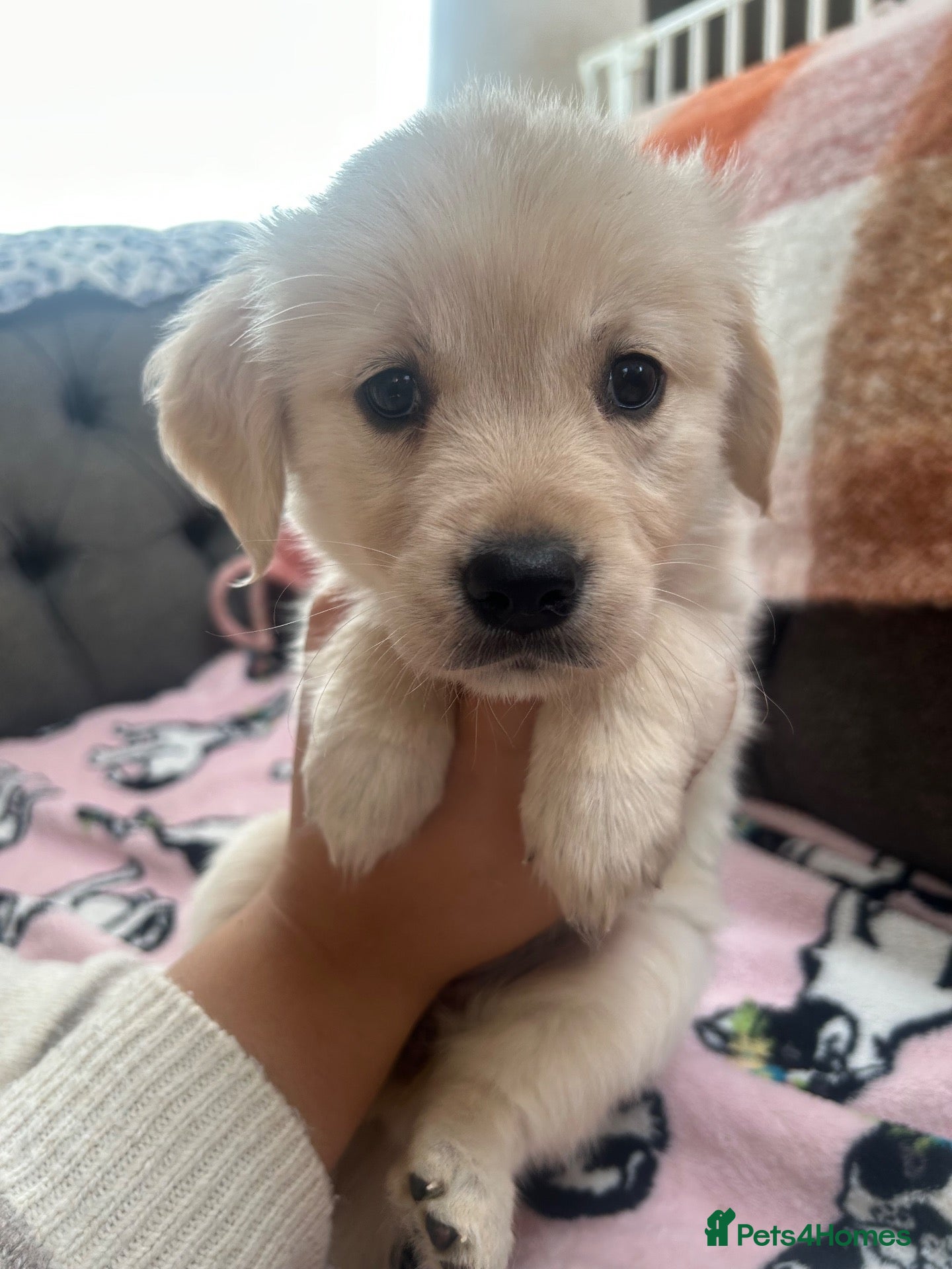Golden Retriever dogs Golden retriever puppies - Advert 15