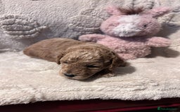 Cockapoo dogs for sale: Toy cockapoo puppies 3 boys 2 girls fox red  - Image 3